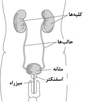 ساز و کار عملکرد مثانه