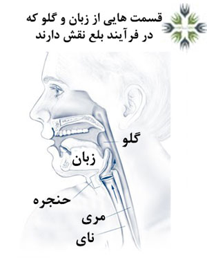 فرآیند بلع چگونه رخ می‌دهد