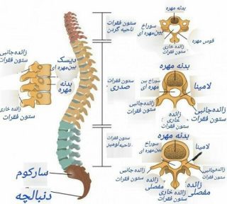 آناتومی کمر به چه صورت است؟